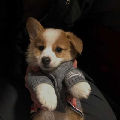 Sergei